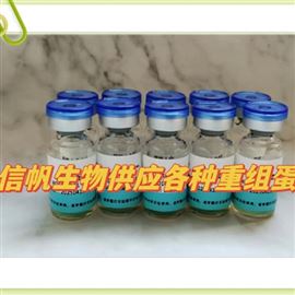 重組人簇蛋白相關(guān)蛋白1（CLUAP1）蛋白