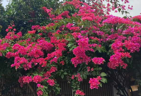 工业和信息化部召开未来产业企业座谈会