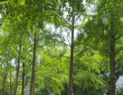 2026安防出海仍在持续，但“玩法”变了